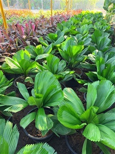 ต้นปาล์มพัดจีบ 