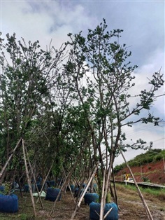 ต้นพญาเสือโครง