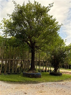 ต้นมั่งมี