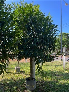 ต้นชมพู่น้ำดอกไม้