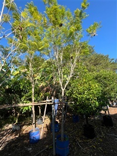 ต้นศรีตรัง