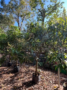 ต้นมะม่วงเบาใต้