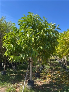 ต้นจำปี