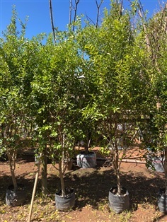 ต้นทับทิม