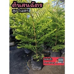 ต้นสนฉัตร สูง 1 เมตร