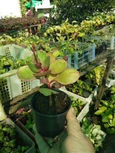 ต้นพันธุ์ กุหลาบหิน ถุงดำพร้อมปลูก 29บาท เสริมดวง 