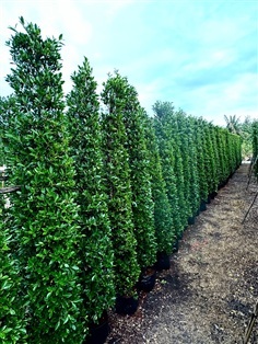 ไทรเกาหลี 2เมตร