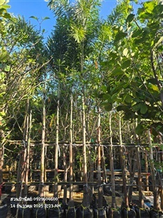 ฟอกเทล คอวี2เมตร ราคาแค่ที่ร้าน