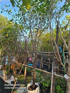 กันเกรา3" 