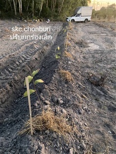 รับบริการยกร่องสวนราคาประหยัด