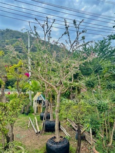 ต้นมะขามเทศด่าง