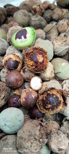 กำยาน กำยานไทย กำยานต้น ขายเมล็ดพันธุ์