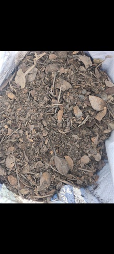 ดินใบก้ามปู