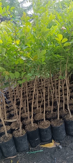 ต้นกล้าแคนา