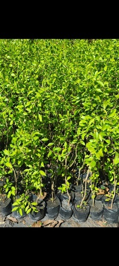 ต้นเทียนกิ่ง