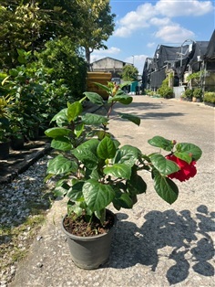 ชบา ดอกซ้อน สีแดง