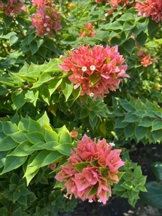 เฟื่องฟ้าสาวิตรี  กระถาง 8 นิ้ว