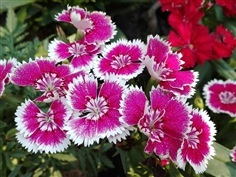 ต้นพันธุ์ ดอกผีเสื้อ ถุงดำพร้อมปลูก 29บาท