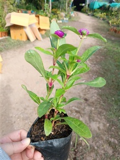 ต้นพันธุ์  บานไม่รู้โรย ถุงดำพร้อมปลูก 29 บาท  