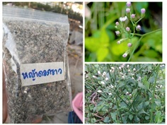 หญ้าดอกขาว ขายเมล็ดพันธุ์ 