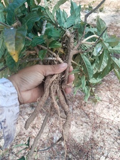 โมกเครือ เครือไส้ตัน ขายเหง้าขุดปักชำ