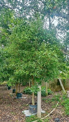 ต้นการบูร