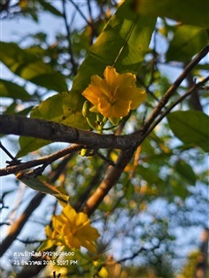 เหมย หรือช้างน้าว2"  เริ่มออกดอกแล้วนะ 