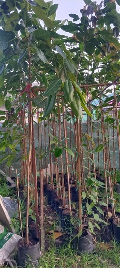 ต้นกร่างหรือต้นมหาโชค