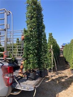 ต้นไทรเกาหลี  สูง 2-3เมตร