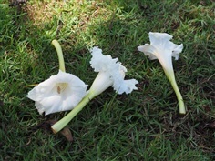 ต้นพันธุ์ แคนา พร้อมปลูกต้นละ 49 บาท  Trumpet Tree