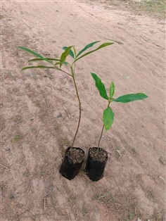 ต้นพันธุ์ ต้นมั่งมี พร้อมปลูกต้นละ 49 บาท 