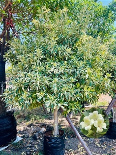 ต้นแก้วมุกดาด่าง