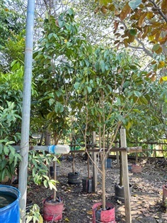 ต้นลองกอง