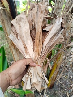 ใบตองแห้ง ใบกล้วยน้ำว้าแห้ง สำหรับหมักปลาทำยา