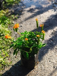 สังกรณีดอกสีส้ม