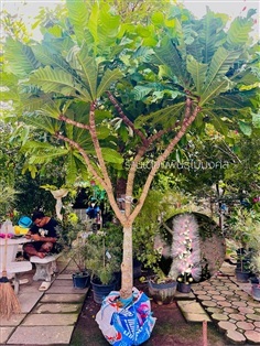 ต้นจิกเศรษฐี