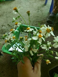 หญ้าปืนนกไส้ ถอนสดส่ง 1กก 99บาท ถอนส่งทั้งราก ใบ  