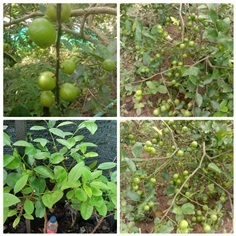 ต้นพันธุ์มะนาวแป้นสุขประเสริฐ