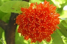 ต้นพันธุ์ อโศกแดง โสกแดง พร้อมปลูกต้นละ 199 บาท 