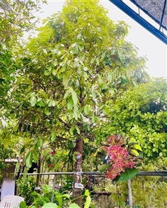 ต้นเศรษฐีเงินหนุน