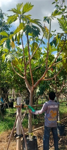 ต้นสาเก