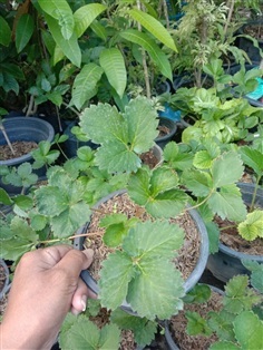 ต้นสตรอเบอรี่ สตรอเบอรี่ สตรอเบอรี่หวาน