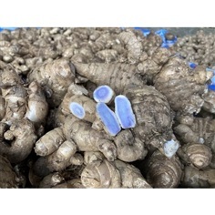 ขมิ้นดำสด หัวพันธุ์ขมิ้นดำ ขนาด 1 กก.