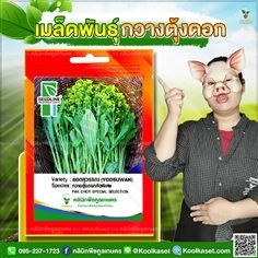 พันธุ์ผัก กวางตุ้งดอก ยอดสุวรรณ ซีดไลน์ คูลเกษตร 