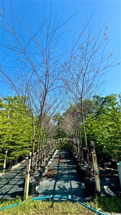 ต้นนางพญาเสือโคร่ง 