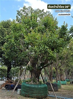 ต้นหว้าน้ำโขง