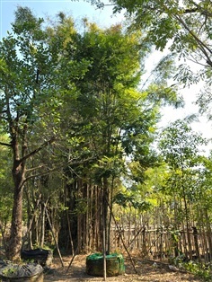 ต้นล่ำซำ