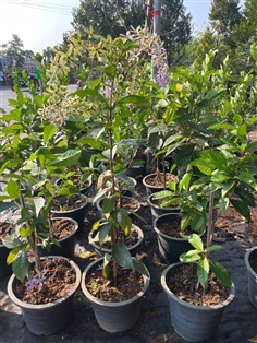 ต้นพวงคราม