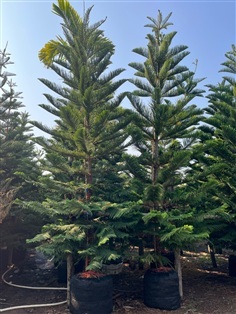 สนฉัตรฮาวาย