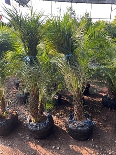 ต้นสิบสองปันนา